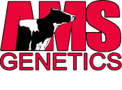 AMS Bull Sale